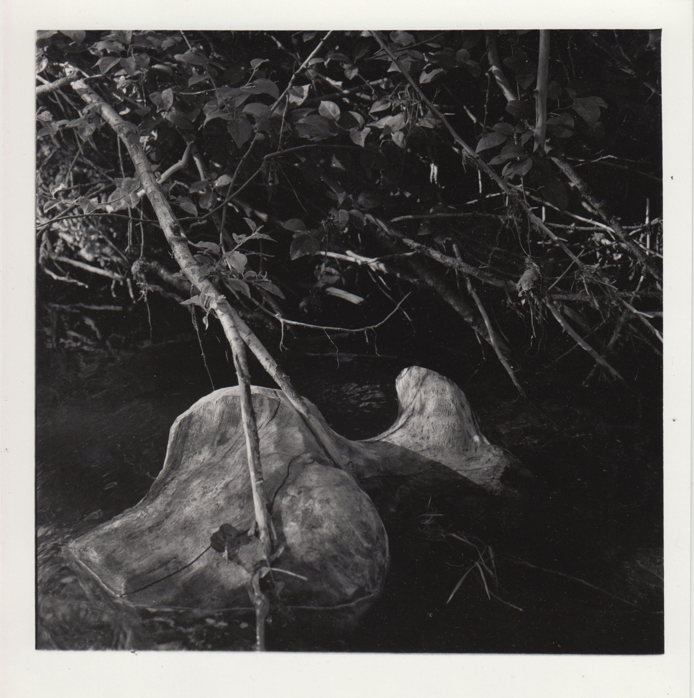Silver gelatin print